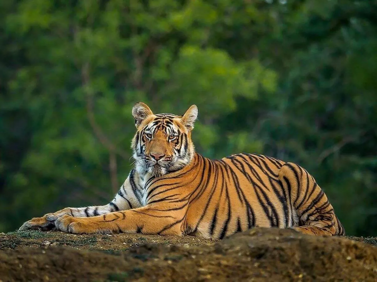 Sundarban